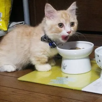 モカママ 様のお迎えした子猫