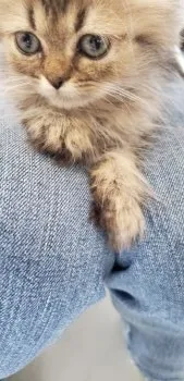 Y.T 様のお迎えした子猫