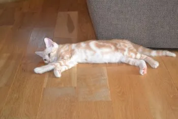 K.Y 様のお迎えした子猫