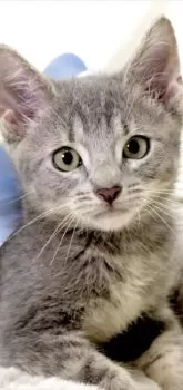 ごんざぶろう 様のお迎えした子猫