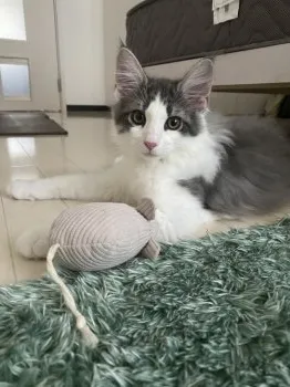 S.O 様のお迎えした子猫
