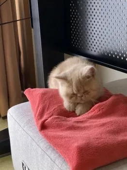 H.K 様のお迎えした子猫