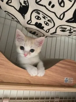 M.Ｉ 様のお迎えした子猫