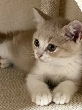 T.K 様のお迎えした子猫