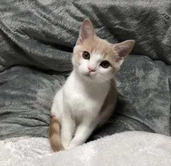ぴぴ 様のお迎えした子猫