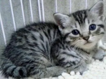 まあ 様のお迎えした子猫