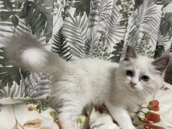 アランドロン 様のお迎えした子猫