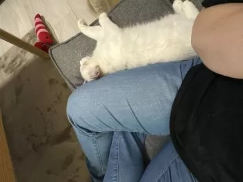 R.I 様のお迎えした子猫