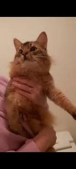 サクラ 様のお迎えした子猫