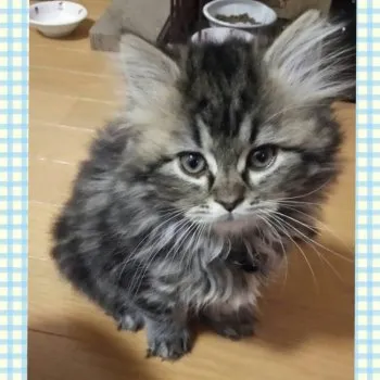 ゆいぱぱ 様のお迎えした子猫