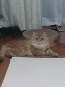 G.Y 様のお迎えした子猫