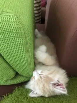 mamie 様のお迎えした子猫