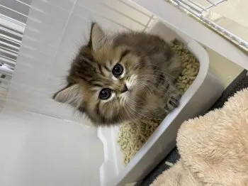 A.H 様のお迎えした子猫