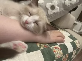 C.I 様のお迎えした子猫