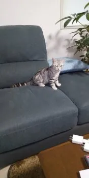 こっしー 様のお迎えした子猫