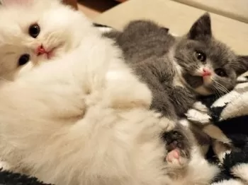 T.S 様のお迎えした子猫