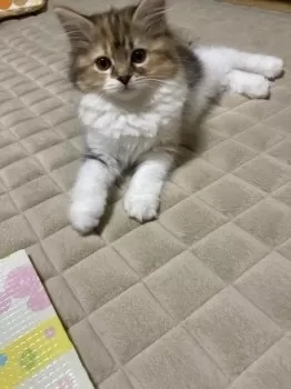 サザエさん 様のお迎えした子猫