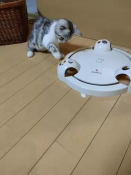 ユカリ 様のお迎えした子猫