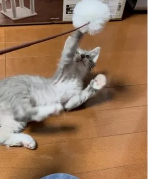 FA 様のお迎えした子猫