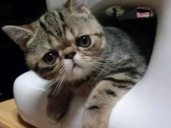 そら 様のお迎えした子猫