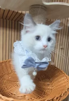 真由子 様のお迎えした子猫