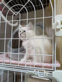 千姫 様のお迎えした子猫