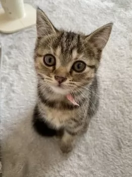 T.O 様のお迎えした子猫