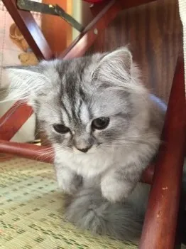 ミュー 様のお迎えした子猫