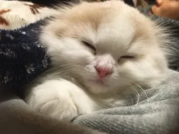 ラテ 様のお迎えした子猫