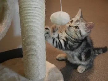 アズにゃんママ 様のお迎えした子猫