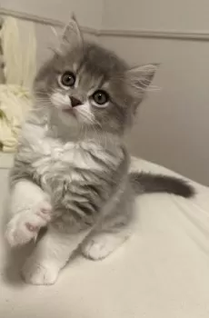 S 様のお迎えした子猫