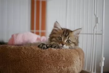 ぽん 様のお迎えした子猫
