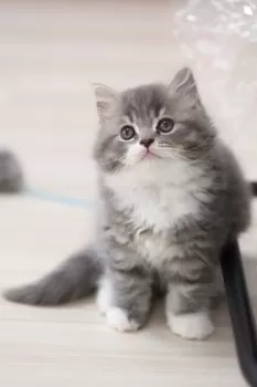 Y.N 様のお迎えした子猫