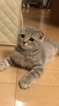 ベリー 様のお迎えした子猫