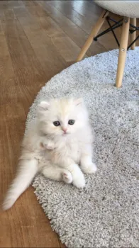 mari55 様のお迎えした子猫