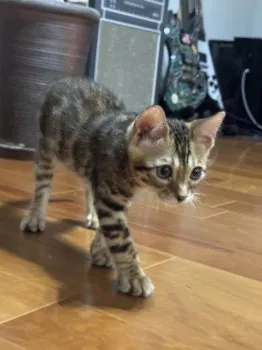 H.S 様のお迎えした子猫
