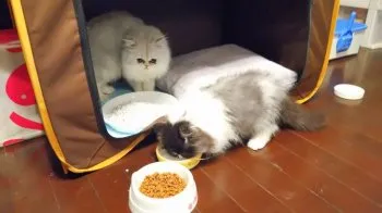 赤塚和幸 様のお迎えした子猫