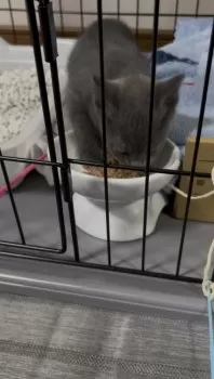 M.T 様のお迎えした子猫