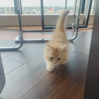 さえ 様のお迎えした子猫