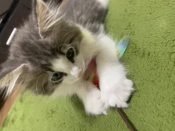 千秋♪♪ 様のお迎えした子猫