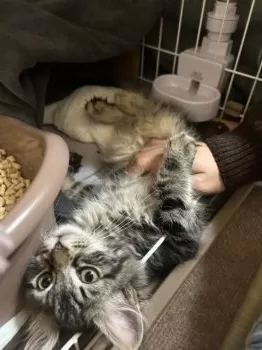 M.K 様のお迎えした子猫