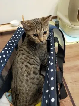 のの花 様のお迎えした子猫