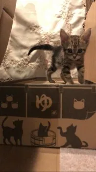 FUN@TO 様のお迎えした子猫