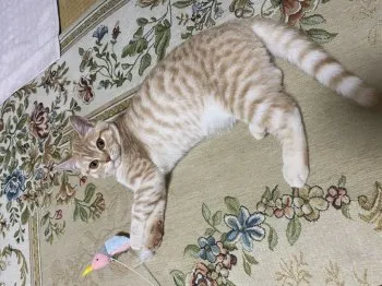 ppin 様のお迎えした子猫