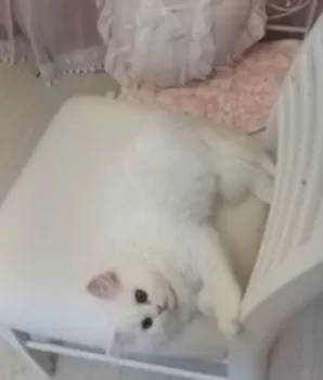 ペルシャホワイトのママ 様のお迎えした子猫