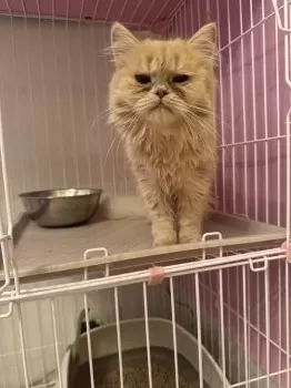 さとわ 様のお迎えした子猫