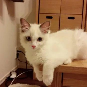 ベルママ 様のお迎えした子猫