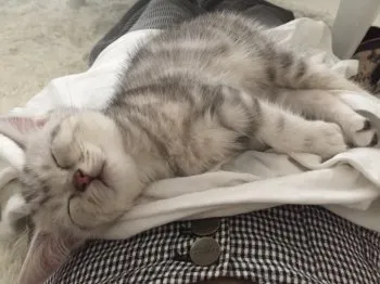mi 様のお迎えした子猫