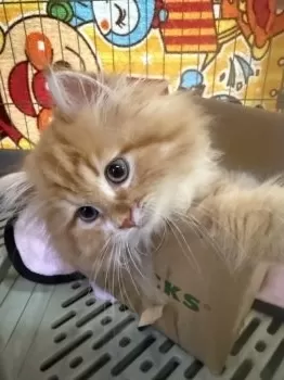 M.T 様のお迎えした子猫