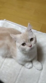 fu-boo 様のお迎えした子猫